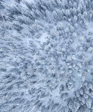 Aerial View of Snow-Covered Tree Tops in Winter Stock Photos