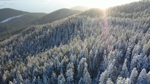 Aerial view of snow covered trees on a mountain at sunset Stock Footage 101562282