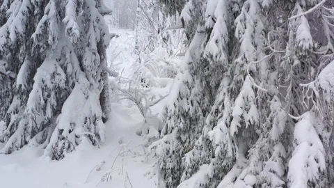 Aerial view of snow covered trees in the mountains in winter Stock Footage 102226541