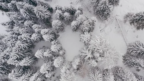 Aerial view snow covered trees and fallen trees Stock Footage 125181535