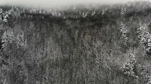 Aerial view of snow-covered trees in Bolu. Endless nature with snowy mountains. Stock Footage 133278754