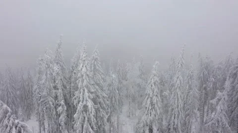 Aerial view of snow covered trees in the mountains in winter in foggy weather Stock Footage 146682409