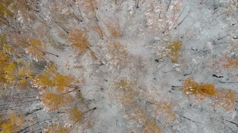 Aerial view of snow-covered trees. The trees in the forest are covered with Stock Footage 164040153