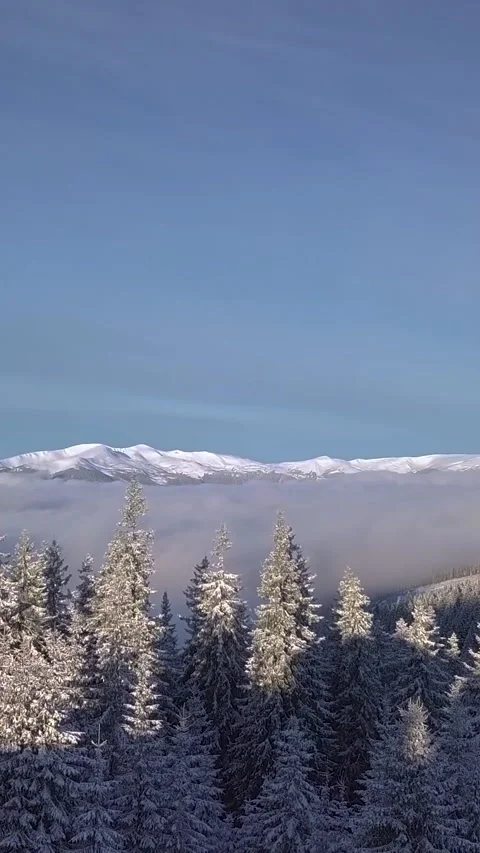 Aerial view of snow-covered trees and mountains under a blue sky Stock Footage 314935037