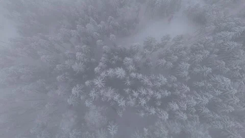 Aerial view of snow covered trees, Austria. Stock Footage 327132837
