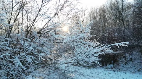 Aerial view of snow-covered trees with glistening branches reflecting sunlight 库存影片 335886133