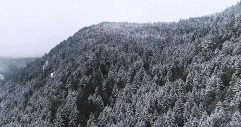 Aerial view of Snow-Covered Trees in the Coast Mountains Stock Footage 340584541
