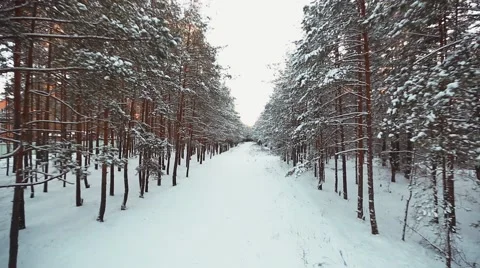 Aerial View. Snow Trees. winter forest Stock Footage 58636656