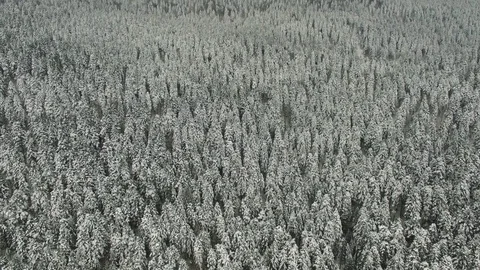 Aerial View of Snowcrapped Pine Forest 4K Video Stock Footage 71562503