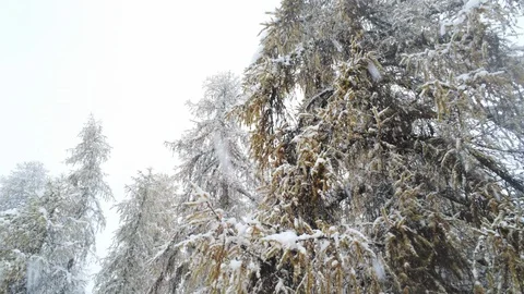 Aerial view of a snowfall on the forest Stock Footage 124294428