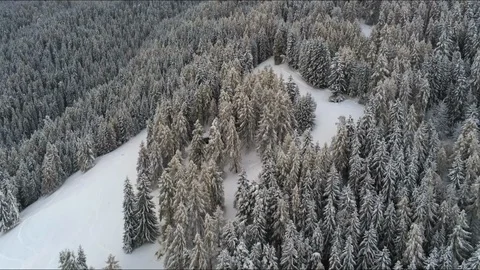 Aerial view of a snowy forest Stock Footage 124288246