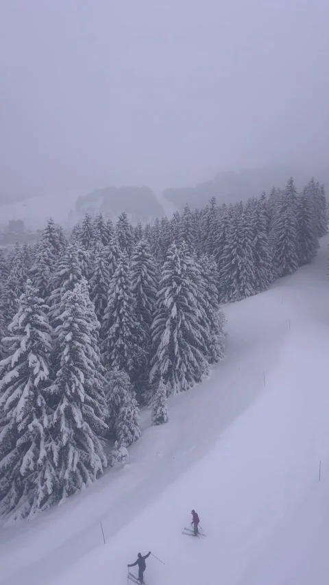Aerial view of snowy forest with pine trees in French alps Stock Footage 334411448