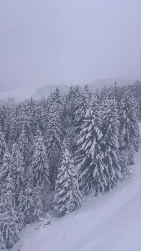 Aerial view of snowy forest with pine trees in French alps Stock Footage 334411528