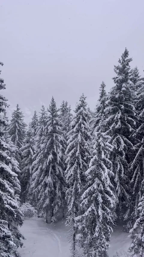 Aerial view of snowy forest with pine trees in French alps Vídeo Stock 334412415