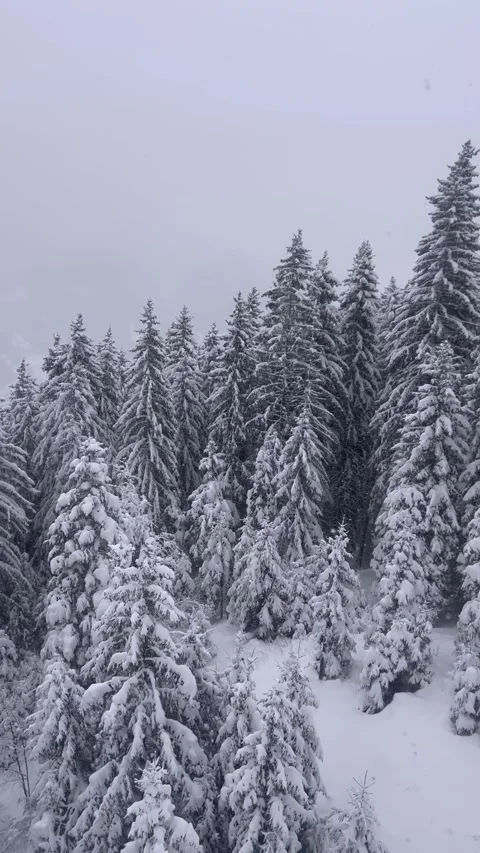Aerial view of snowy forest with pine trees in French alps Stock Footage 334412530