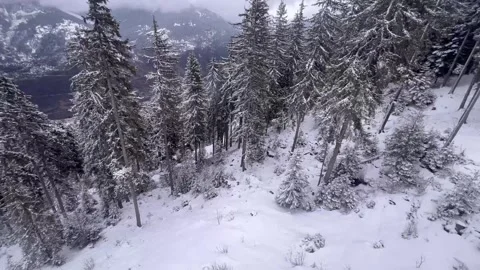 Aerial view of snowy forest with pine trees in French alps Stock Footage 337260769