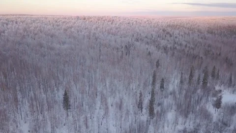 An aerial view of a snowy forest at sunset Stock Footage 276166478