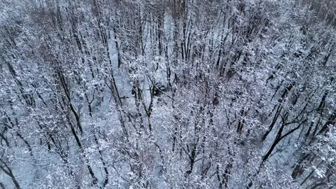 Aerial view of a snowy forest in winter silence, flying over a wintry landscape Stock Footage 329254467
