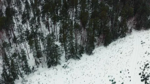Aerial view of the snowy pine forest in the winter. Top view to the forest... Stock Footage 263582028