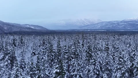 Aerial view of snowy pine forest landscape, Norway 스톡 동영상 340038233