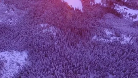 Aerial View of Snowy Pine Forest at Dusk Stock-Footage 347701948