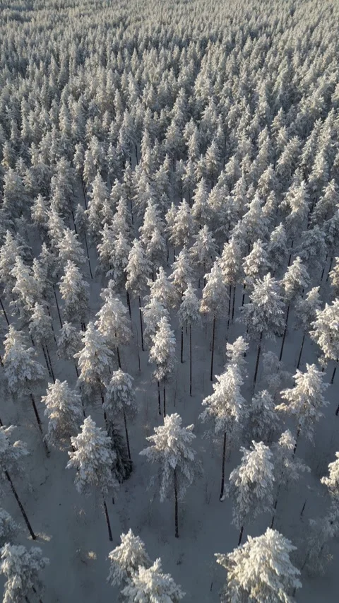 Aerial view of snowy pine trees in winter, Finland Stock Footage 328085391