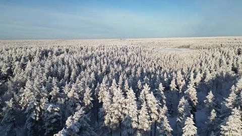 Aerial view of snowy pine trees in winter, Finland Stock Footage 328085424