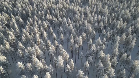 Aerial view of snowy pine trees in winter, Finland Stock Footage 328085530