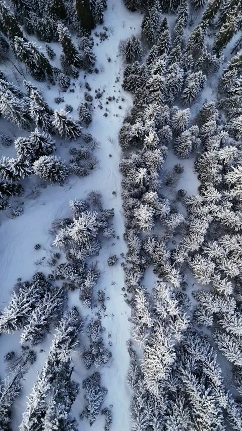 Aerial view of snowy pine trees landscape in French alps by winter Vídeo Stock 334145070
