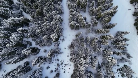 Aerial view of snowy pine trees landscape in French alps by winter Stock Footage 334146094