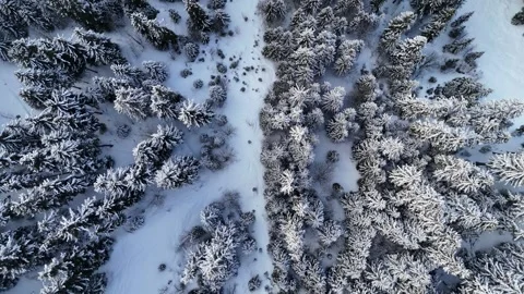Aerial view of snowy pine trees landscape in French alps by winter Stock Footage 334146933