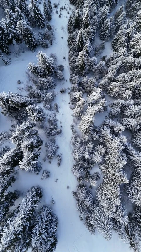 Aerial view of snowy pine trees landscape in French alps by winter Stock Footage 334147819