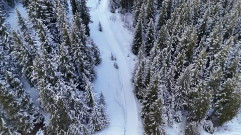 Aerial view of snowy pine trees landscape in French alps by winter Stock Footage 334150319