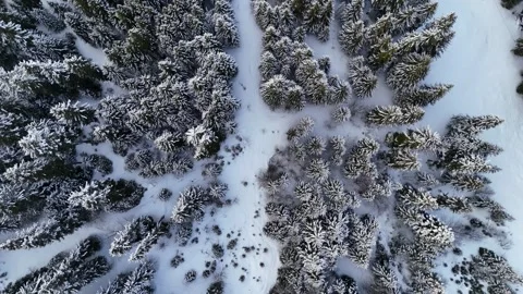 Aerial view of snowy pine trees landscape in French alps Stock Footage 334150526