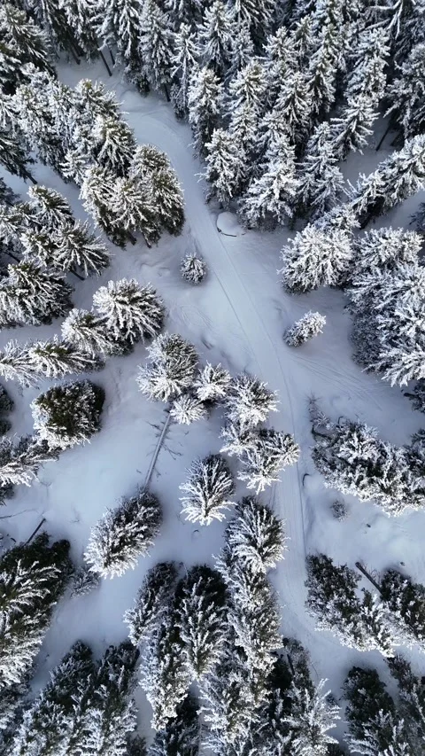 Aerial view of snowy pine trees landscape in French alps by winter Stock Footage 334178816