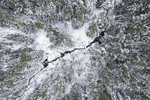 Aerial view of snowy pine trees and a little curving winding stream. Stock Photos
