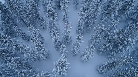 Aerial view of snowy trees, rotating in a circle Video stock 71700765