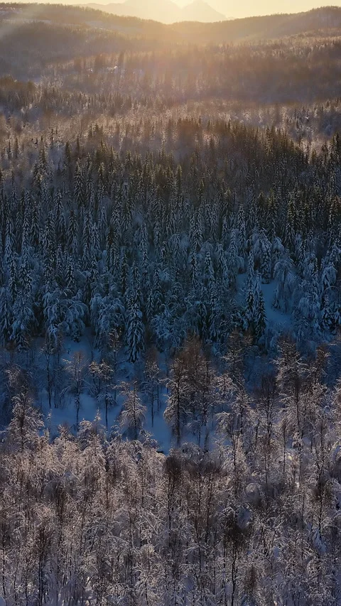 Aerial view of snowy winter forest at sunset, Norway 스톡 동영상 345669485
