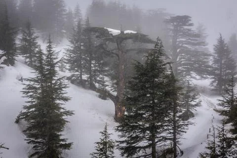 Aerial view of so called Cedars of God protected area in Bsharri, Lebanon Stock Photos