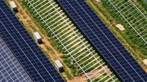 Aerial View of Solar Panel Rows with Green Vegetation Between 写真素材