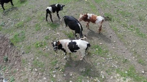 Aerial view of some cows Stock Footage 242867747