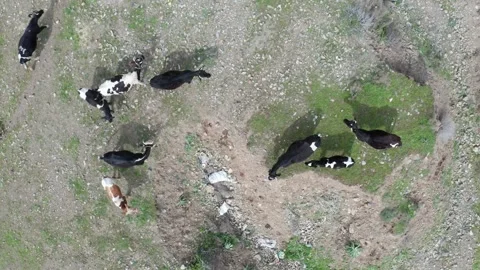Aerial view of some cows Vídeos de archivo 242867819