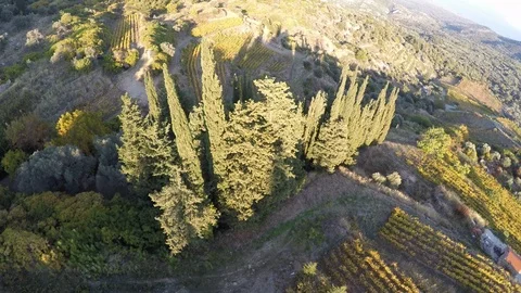 Aerial view of some cypress trees in the field Stockbeeldmateriaal 127010339