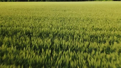 Aerial view of Sown Wheat Fields in Ukraine in the Morning, Forest, Road Village Stock Footage 163093849