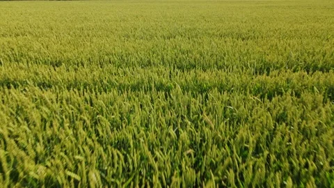 Aerial view of Sown Wheat Fields in Ukraine in the Morning, Forest, Road Village Stock Footage 163093882