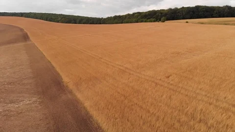 Aerial view of spelt fields Stock Footage 95325988