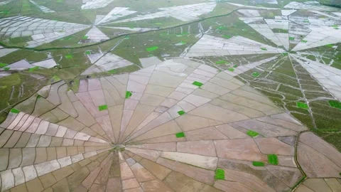 Aerial View of Spiderweb Rice Fields in Massive Valley Stock Footage 339514185
