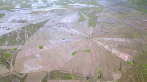Aerial View of Spiderweb Rice Fields in Massive Valley Video stock 342580048