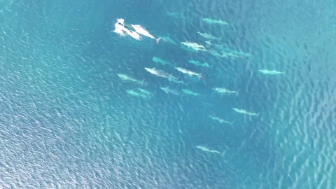 Aerial View of Spinner Dolphin Pod Swimming in the Tropical Pacific Ocean Stock Footage 277208848
