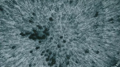 Aerial View Spinning above Winter Forest Trees and Snow Storm Stock Footage 76200230